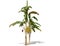 3D rendering - Banana tree  isolated over a white background