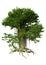 3D Rendering Banyan Tree on White