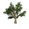 3D Rendering Banyan Tree on White