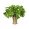 3D Rendering Baobab Tree on White