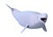 3D Rendering Beluga White Whale on White