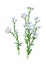3D Rendering Berteroa Incana Flowers on White
