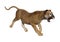 3D Rendering Big Cat Puma on White