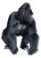 3D Rendering Black Gorilla Ape on White