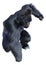 3D Rendering Black Gorilla Ape on White