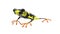 3D rendering of a black yellow colored frog tropical rainforest animal