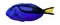 3D Rendering Blue Tang Fish on White