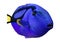 3D Rendering Blue Tang Fish on White