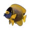 3D Rendering Blueface Angelfish on White