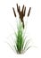 3D Rendering Bulrush Plant on White