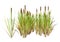 3D Rendering Bulrush Plants on White