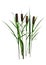 3D Rendering Bulrush Plants on White