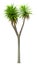 3D Rendering Cabbage Palm Tree on White