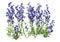 3D Rendering Canterbury Bells on White