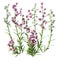 3D Rendering Canterbury Bells on White