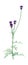 3D Rendering Centaurea Jacea Flowers on White