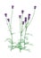 3D Rendering Centaurea Jacea Flowers on White