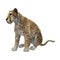 3D Rendering Cheetah on White
