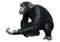 3D Rendering Chimpanzee on White