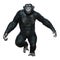 3D Rendering Chimpanzee on White