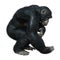 3D Rendering Chimpanzee on White