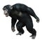 3D Rendering Chimpanzee on White