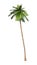 3D Rendering Coconat Palm Tree on White