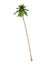 3D Rendering Coconat Palm Tree on White