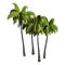 3D Rendering Coconat Palm Trees on White