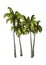 3D Rendering Coconat Palm Trees on White