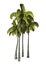 3D Rendering Coconat Palm Trees on White