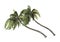 3D Rendering Coconat Palm Trees on White