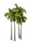 3D Rendering Coconat Palm Trees on White