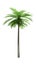 3D Rendering Coconut Palm Tree on White