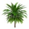 3D Rendering Coconut Palm Tree on White