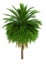 3D Rendering Coconut Palm Tree on White