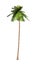 3D Rendering Coconut Palm Tree on White