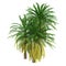 3D Rendering Coconut Palm Trees on White