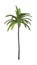 3D Rendering Coconut Tree on White