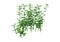 3D Rendering Common Nettle on White