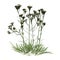 3D Rendering Common Yarrow on White