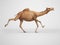 3d rendering concept of camel running on gray background with shadow