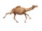 3d rendering concept of camel running on white background no shadow