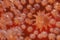 3D rendering of coronavirus. Close-up of microscope viral cells
