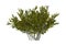 3D Rendering Creosote Bush on White