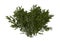 3D Rendering Creosote Bush on White