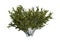 3D Rendering Creosote Bush on White