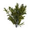 3D Rendering Creosote Bush on White