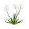 3D Rendering Dandelion Plant on White