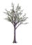 3D Rendering Dawn Redwood Tree on White